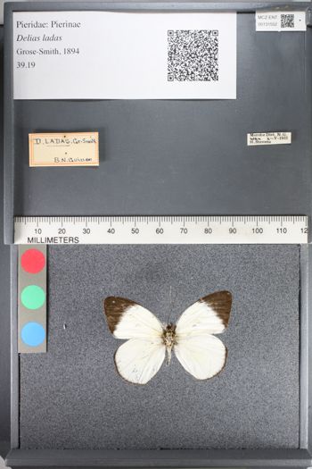 Media type: image;   Entomology 131552